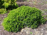 барбарис Kobold