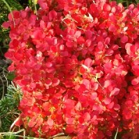 Berberis thunbergii Lutin Rouge