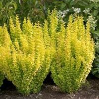 барбарис Maria