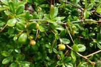 барбарис Parkjuweel