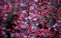 барбарис Pink Queen