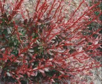 барбарис Red Dream