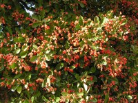 бересклет европейский2