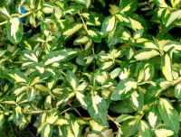 бересклет Форчуна Sunspot