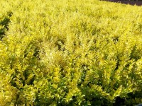 бирючина Vicaryi