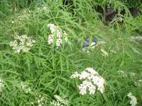 бузина чёрная Laciniata