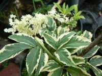 бузина чёрная Marginata