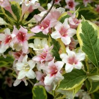 вейгела цветущая nana Variegata