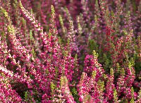 вереск обыкновенный1