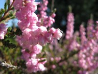 вереск обыкновенный2