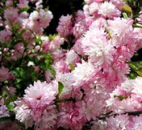 вишня железистая rosea plena 1