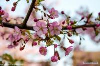 вишня Фуджи Kojou-no-mai