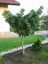 Гинкго двулопастное Mariken1