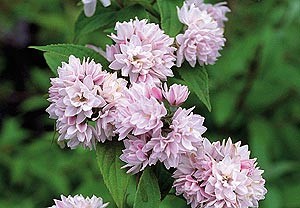 дейция гибридная Rosea Plena