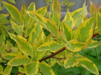 SANYO DIGITAL CAMERA