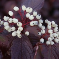 дёрен белый Siberian Pearls