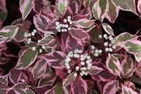 дёрен белый Sibirica Variegata2