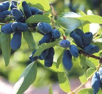 Жимолость голубая