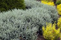 ива ползучая