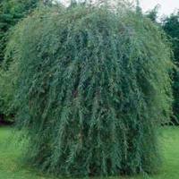 ива пурпурная Pendula