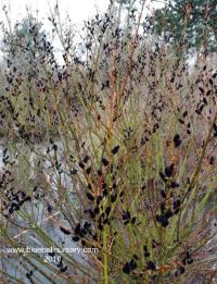 ива тонкостолбиковая Melanostachys