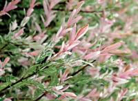 ива Hakuro-nishiki