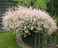 ива Hakuro-nishiki2