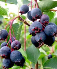 ирга канадская2