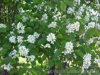 ирга канадская3