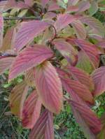 калина боднантская2