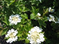 калина обыкновенная