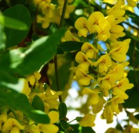 Карагана Пендула 2