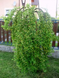 Карагана Пендула