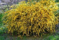 керрия японская Pleniflora1