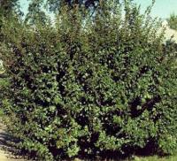 кизильник войлочный