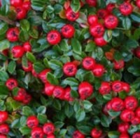 Кизильник гибридный Coral Beauty