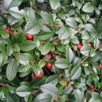 Кизильник дамера Major1