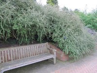 кизильник дугообразный Decorus