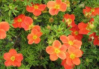 лапчатка кустарниковая Red Асе