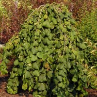 лещина обыкновенная Pendula