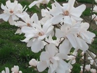 магнолия звездчатая Royal Star