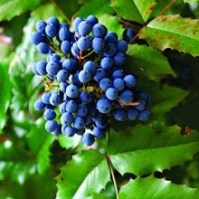 магония падуболистная 2