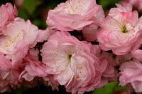 миндаль трёхлопастный1