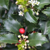 падуб Мезерва Blue Maid