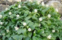 пахисандра верхушечная