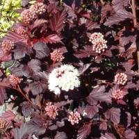 пузыреплодник калинолистный Lady in Red