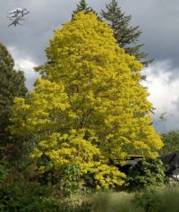 робиния Frisia1