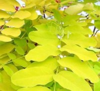 робиния Frisia2