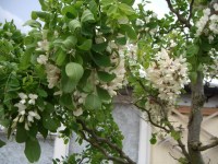 робиния Tortuosa1