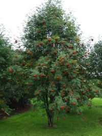 рябина обыкновенная